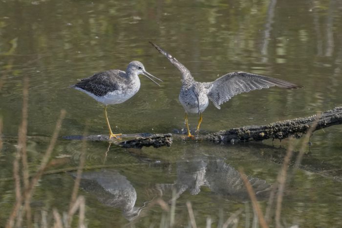 Two Greater Yellowlegs -- a medium-sized shorebird with white chest and speckled grey wings and back -- are standing on two logs close to each other. One is spreading its wings trying to keep its balance, the other has its beak slightly open