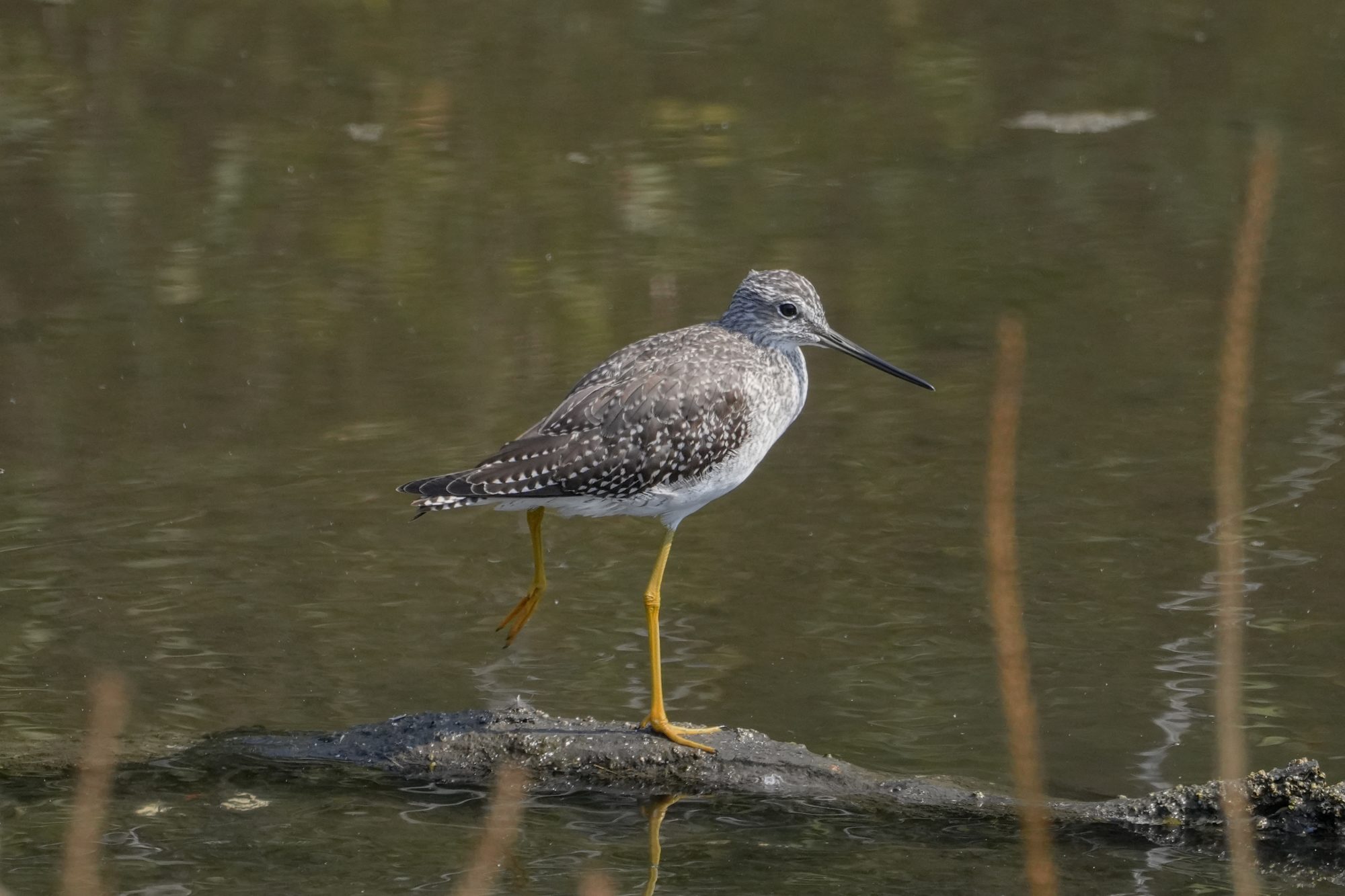 A Greater Yellowlegs standing by itself on a little log, on one leg