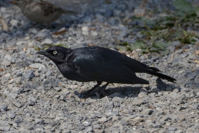 A male Brewer's Blackbird -- a bird with glossy dark black / purplish plumage and striking pale yellow eyes -- is on the dusty ground andlooking forward