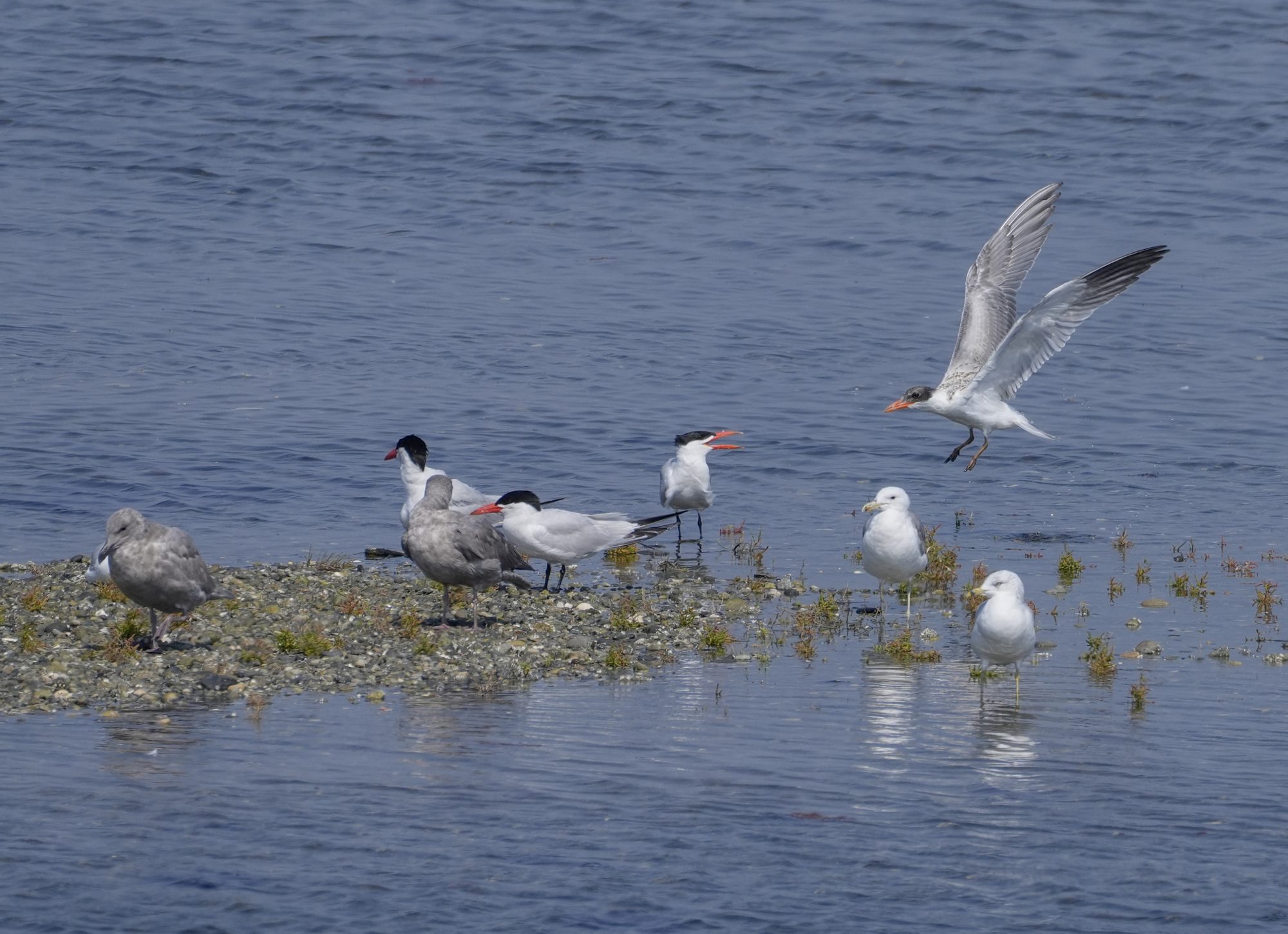 Some Caspian Terns -- seabirds with a black cap and bright red bill -- hanging out with some Ring-billed Gulls on a little sandbank. A Caspian Tern is landing on the right