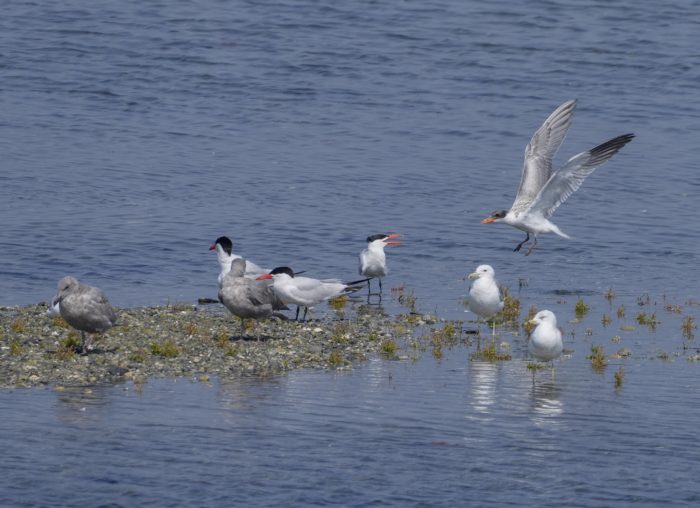 Some Caspian Terns -- seabirds with a black cap and bright red bill -- hanging out with some Ring-billed Gulls on a little sandbank. A Caspian Tern is landing on the right