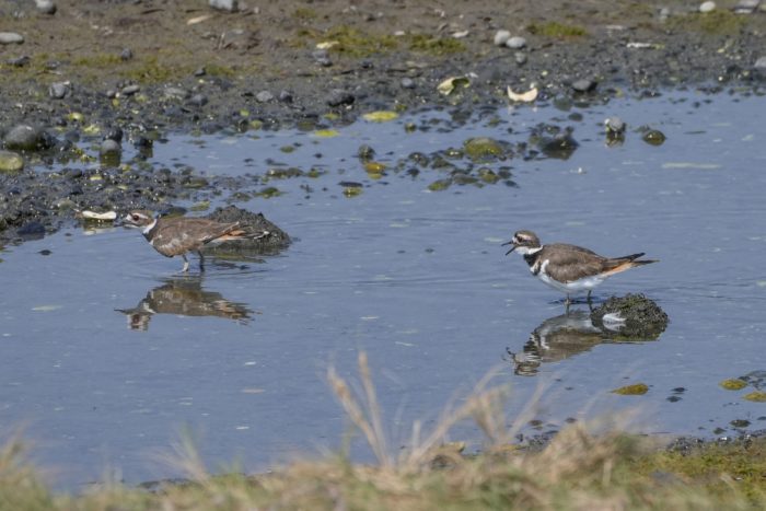 Two Killdeer -- little shorebirds with brown backs and sharply striped black and white chests -- are foraging together in a little tidal pond / creek