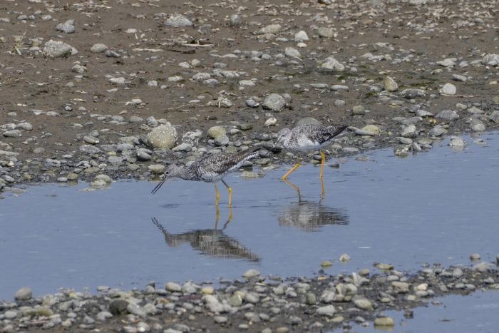 Two Greater Yellowlegs -- medium-sized shorebirds with white chests and speckled grey wings and backs -- are foraging in a little tidal pond / creek