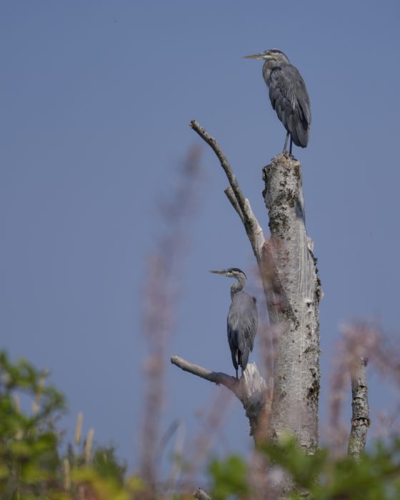 Two Great Blue Herons are standing on a tree's bare branches, looking to the left