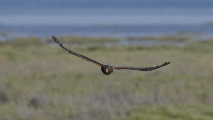 A Northern Harrier -- a raptor with a mainly brown plumage -- is flying in my general direction and looking up at me