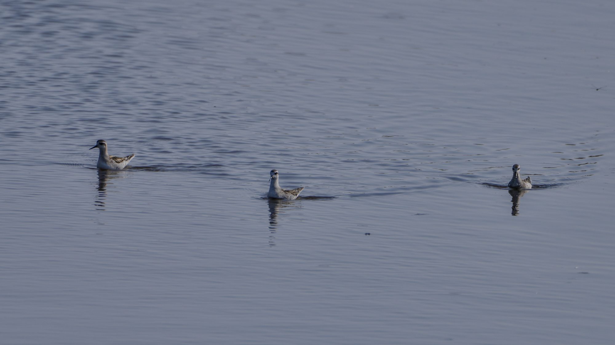 Three Red-necked Paralopes -- medium-sized shorebirds with black / white plumage -- are swimming on the water in my general direction