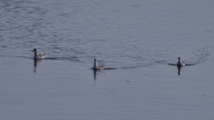 Three Red-necked Paralopes -- medium-sized shorebirds with black / white plumage -- are swimming on the water in my general direction