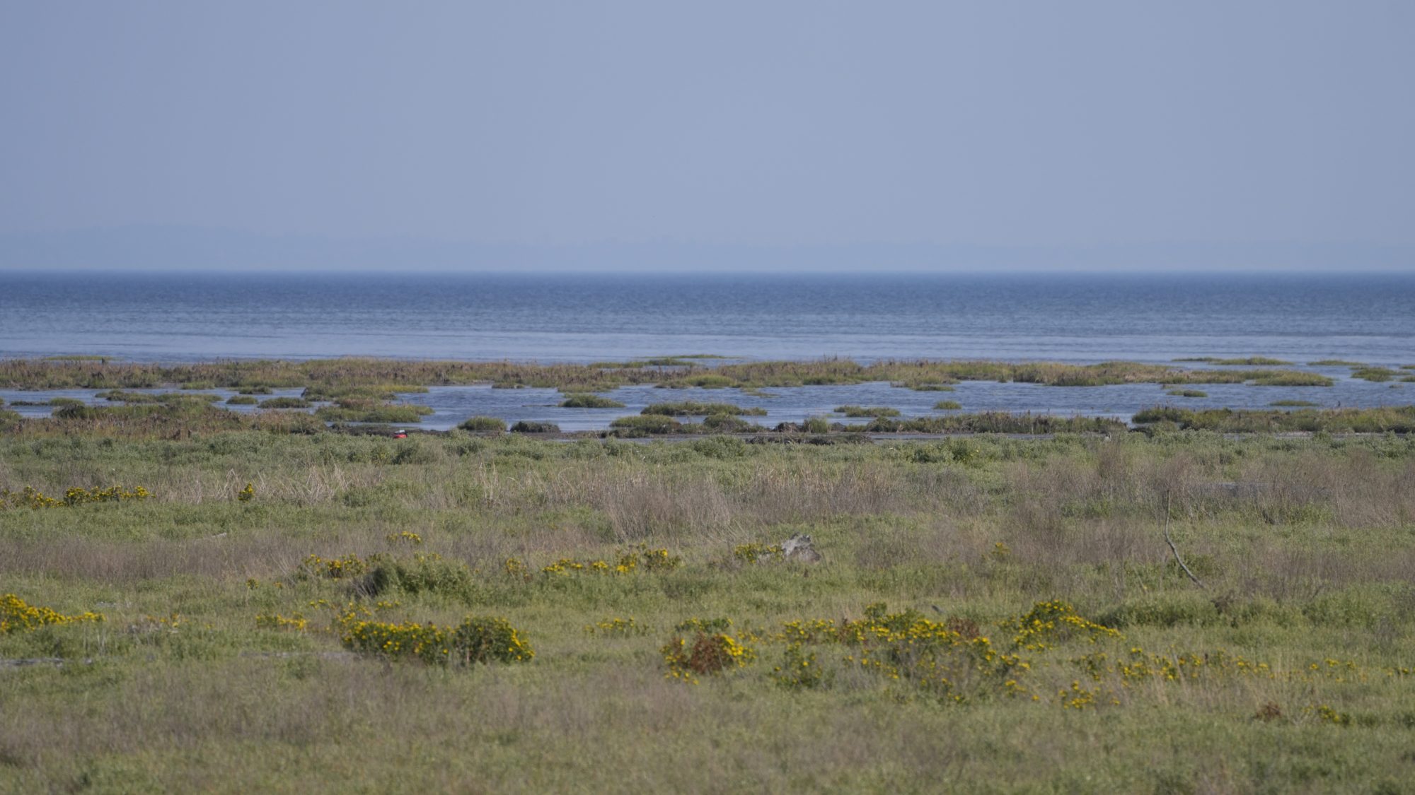 A marshy landscape with open water in the background