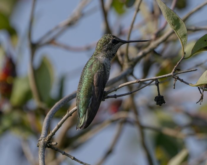 A Female Anna's Hummingbird is resting on a branch