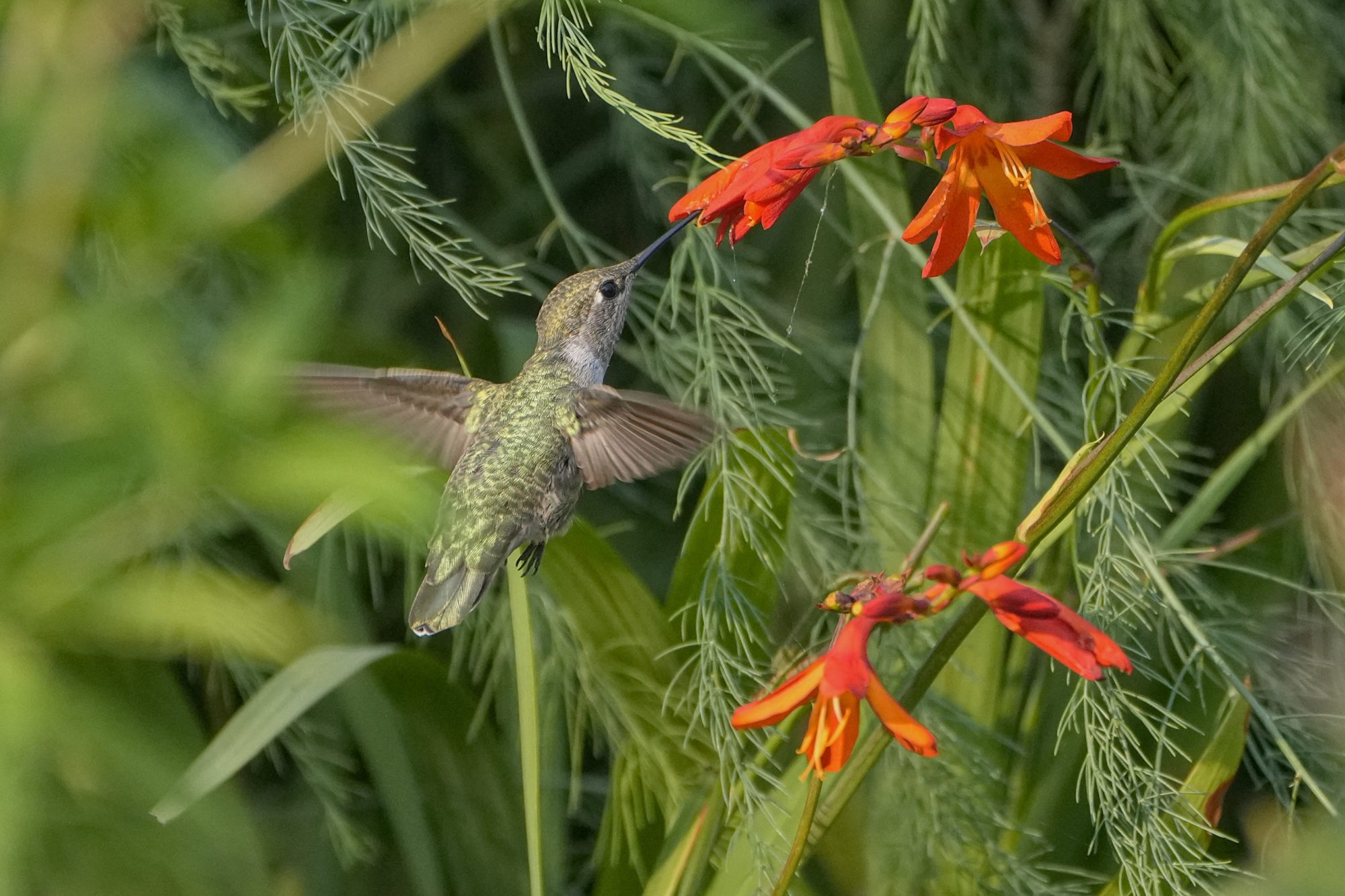 A Female Anna's Hummingbird is feeding from some red flowers