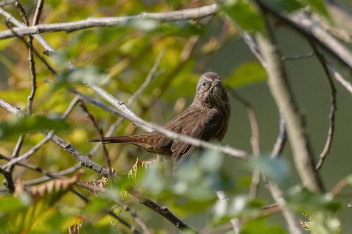 Song Sparrow on a branch surrounded by greenery