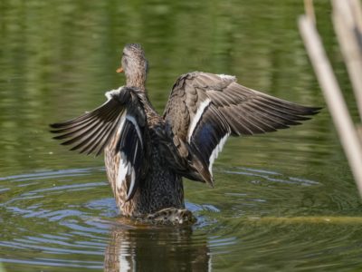 A female Mallard Duck is in the water, facing away from the camera, and vigorously flapping her wings