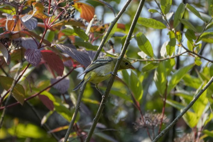 A Western Tanager -- a bright yellow bird with sharply patterned black and white wings -- is balancing on an almost vertical branch