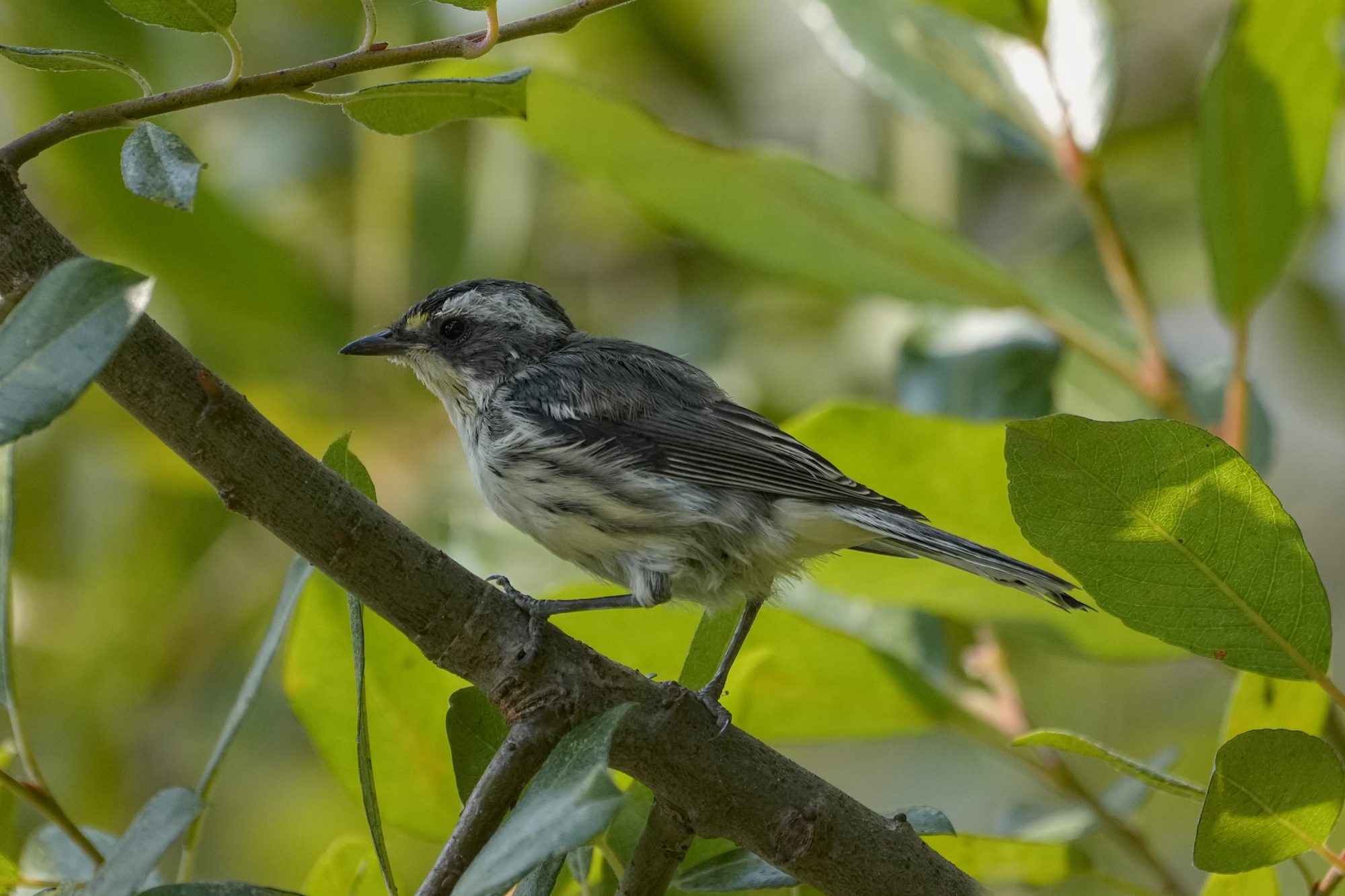 A Black-throated Gray Warbler -- a little song bird with sharp white and dark grey patterns -- is standing on a branch surrounded by greenery