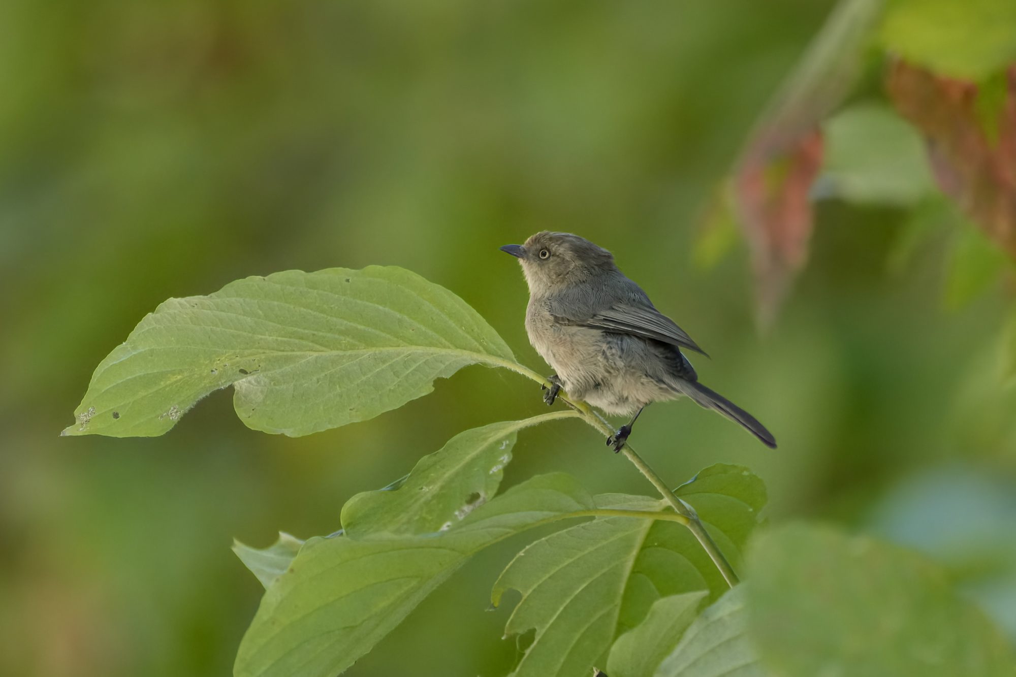 A bushtit sitting on a leafy branch