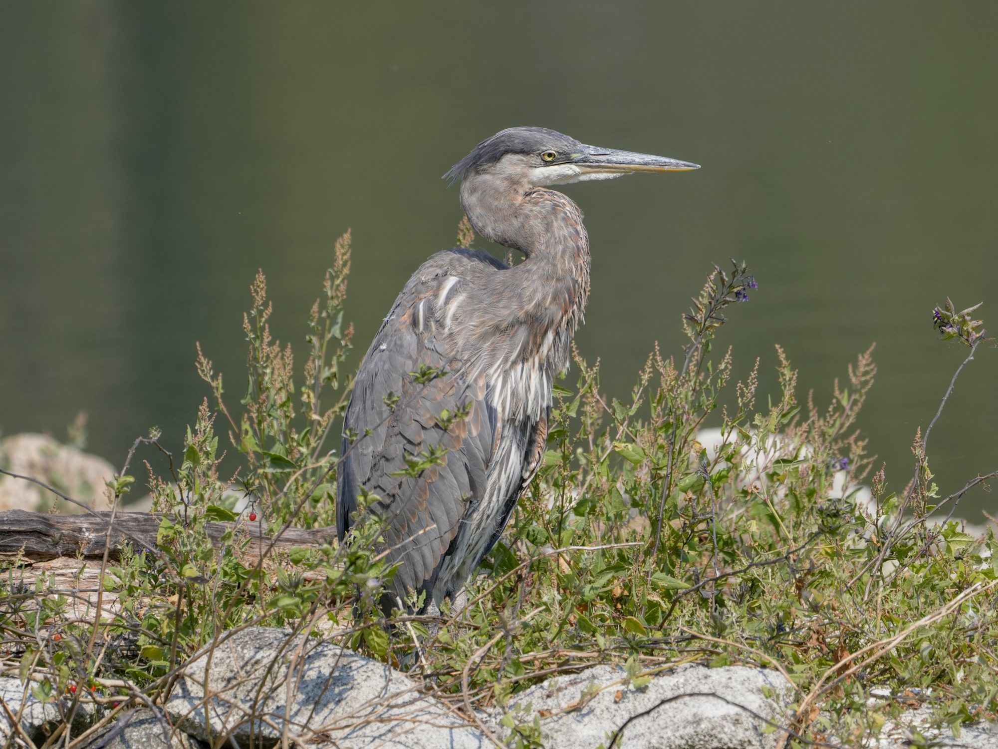 A Great Blue Heron is standing on a small rocky island, surrounded by some scraggly scenery, and staring off into space