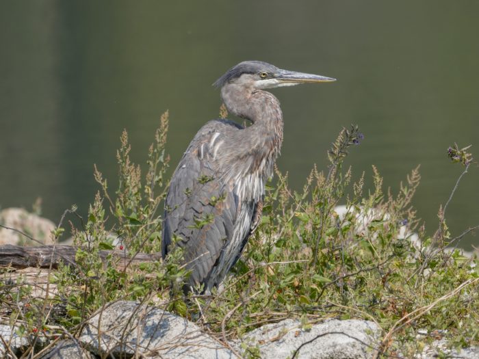 A Great Blue Heron is standing on a small rocky island, surrounded by some scraggly scenery, and staring off into space