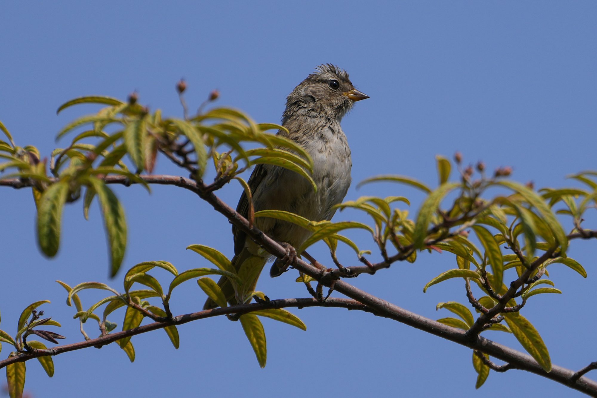 A White-crowned Sparrow sitting on a leafy branch