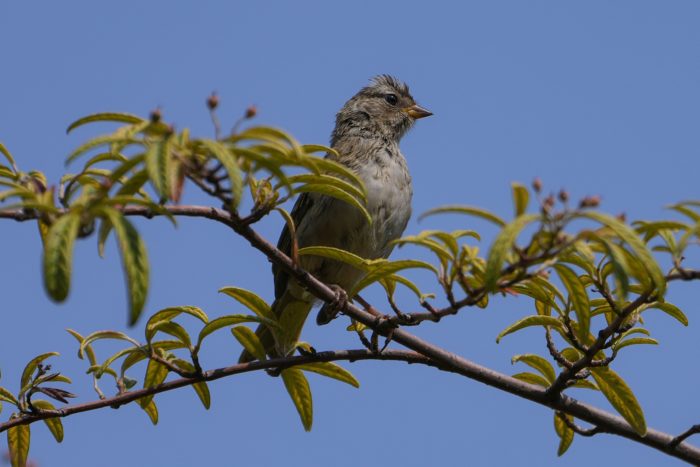 A White-crowned Sparrow sitting on a leafy branch