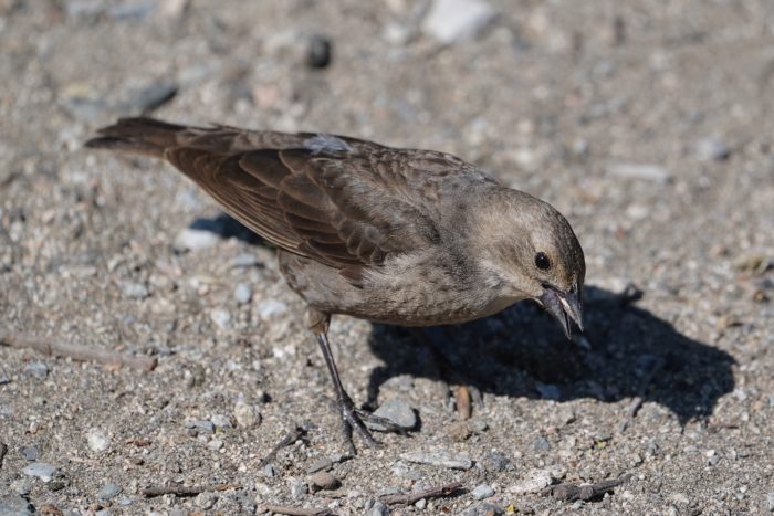 A female Brown-headed Cowbird on dusty ground