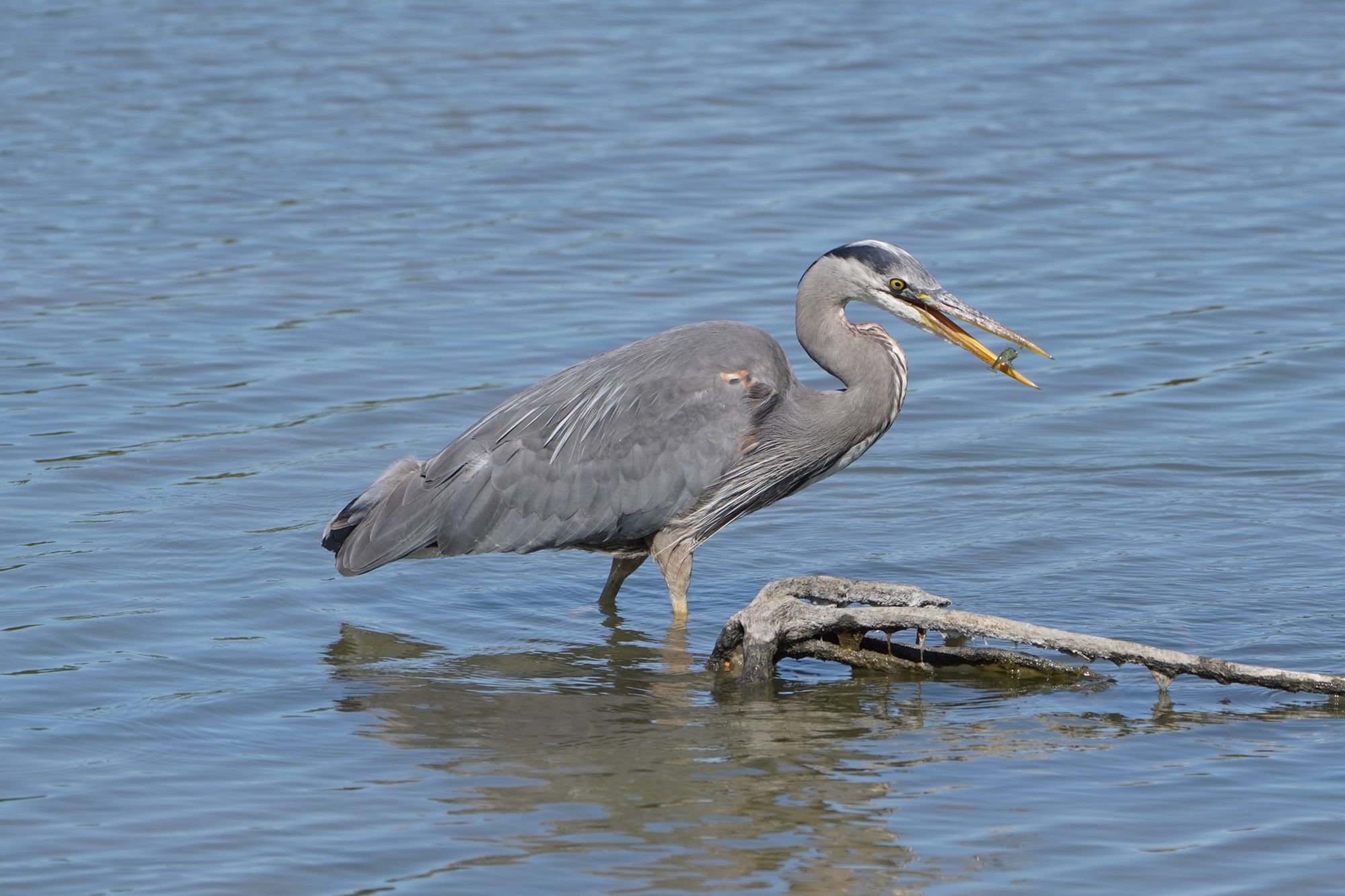 A Great Blue Heron knee-deep in water, with a tiny fish in its beak