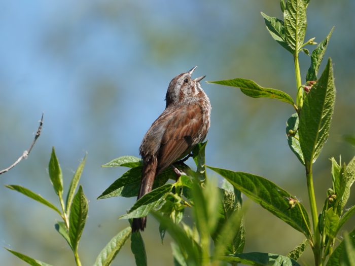 A Song Sparrow on a leafy branch, singing