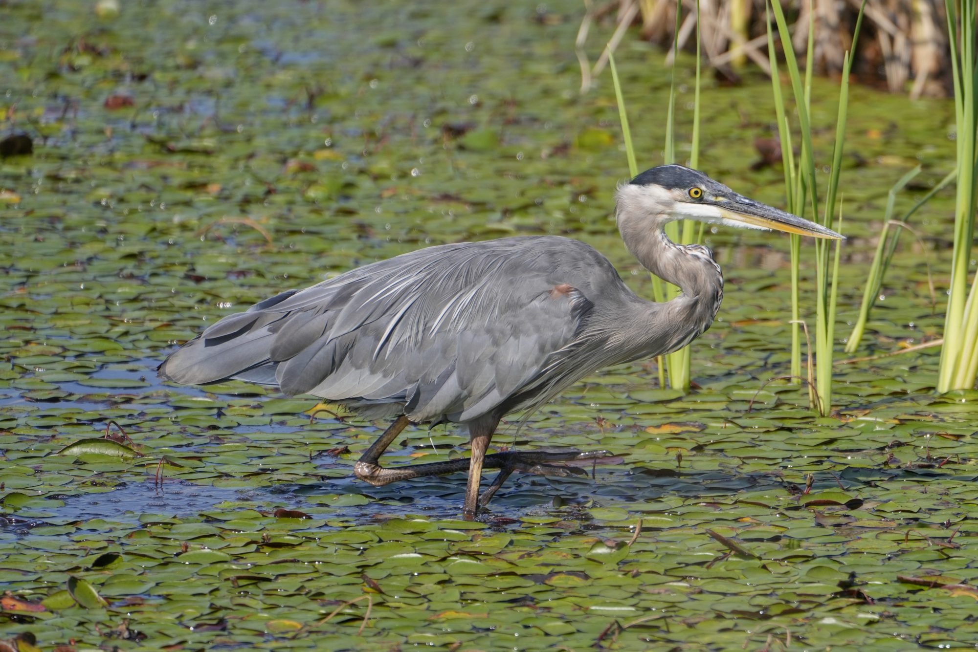 Great Blue Heron knee deep in lilypads