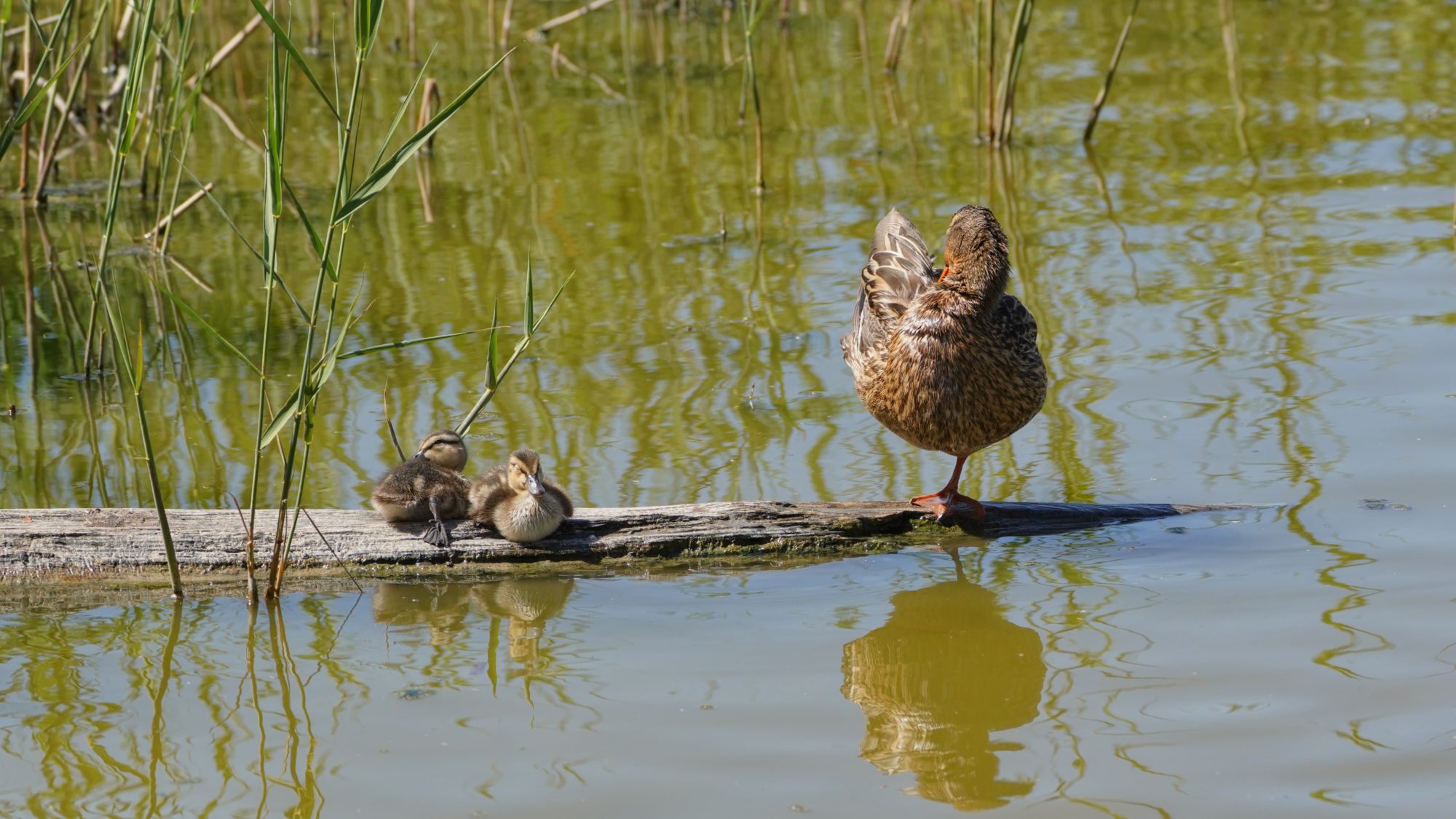 An adult female mallard napping on a log in the water; next to her are two ducklings huddled together
