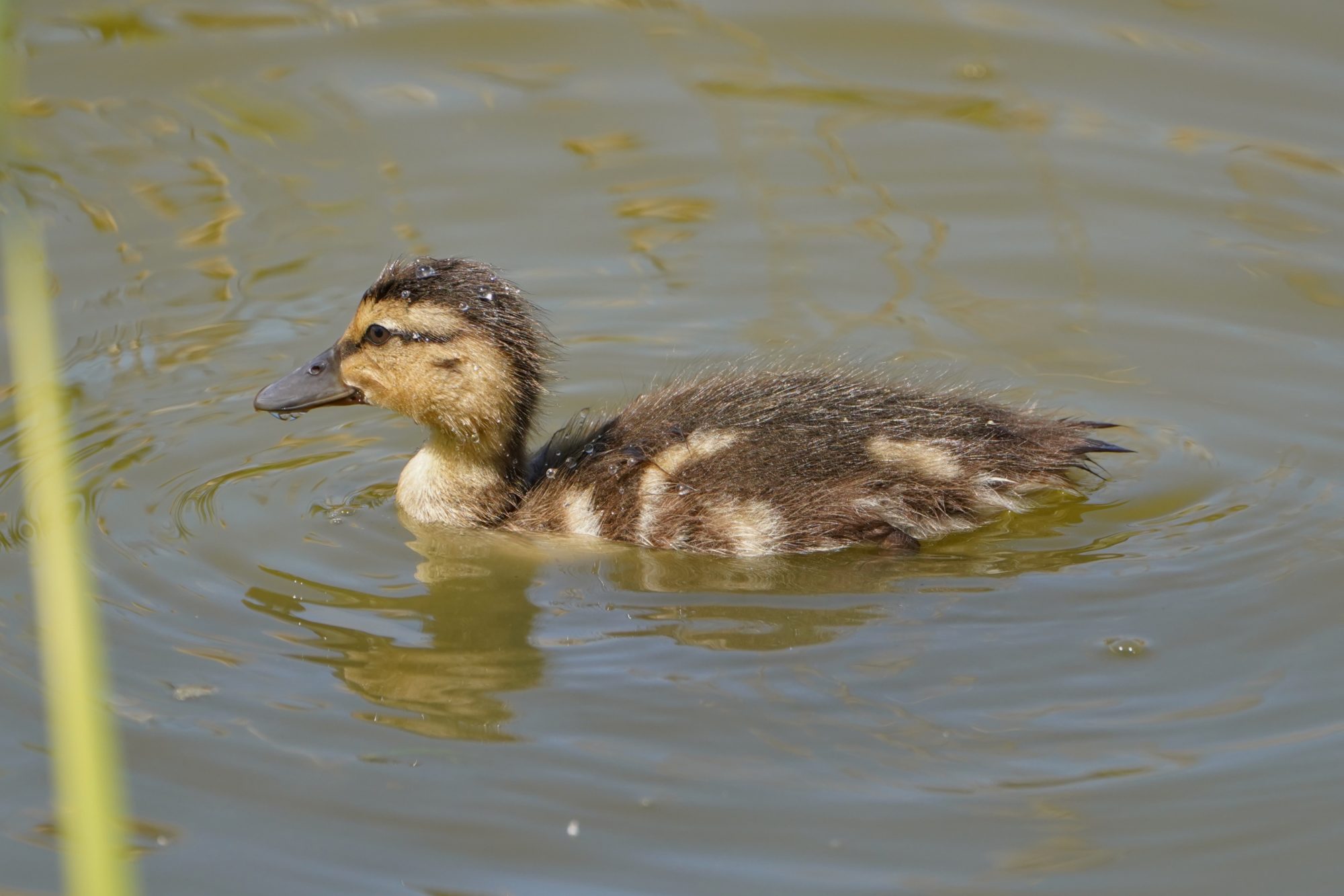 A Mallard duckling calmly swimming by itself