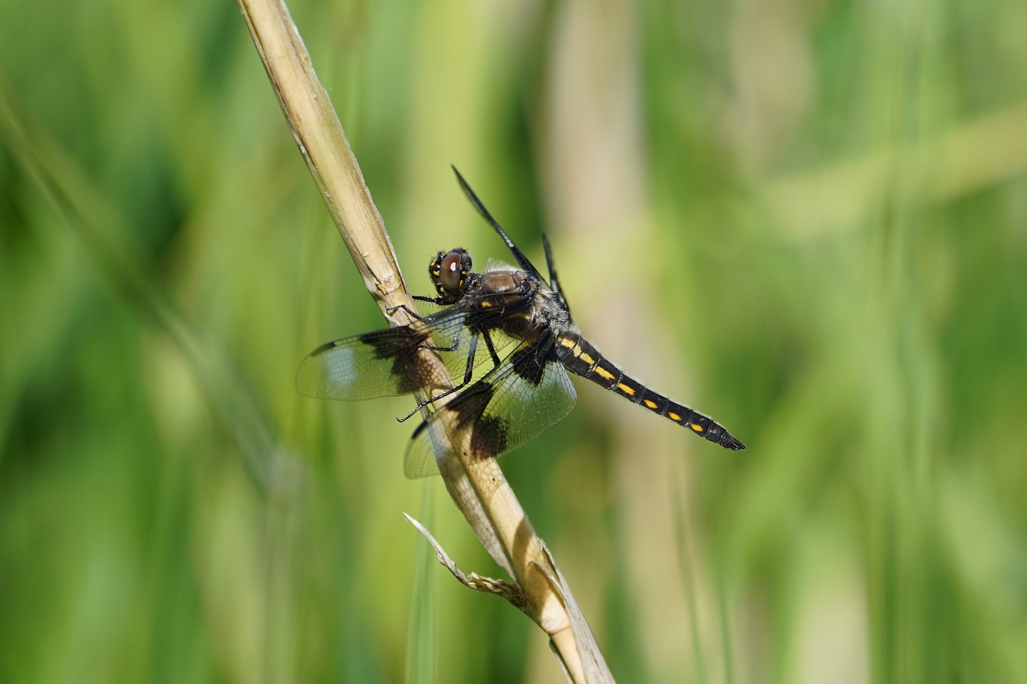 A female Twelve-spotted Skimmer -- a dragonfly with brown eyes and brown and yellow body -- is sitting on a reed