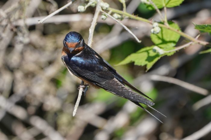 A Barn Swallow is sitting on a small branch