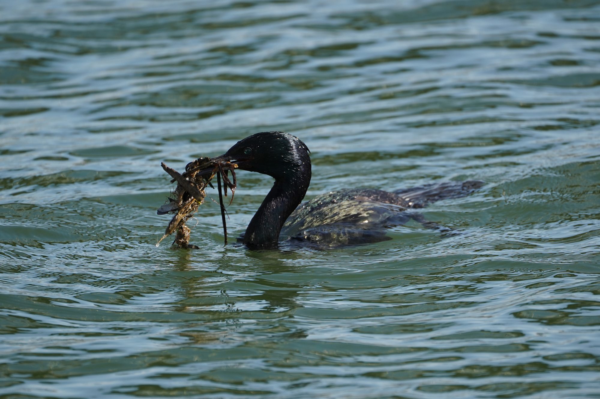 A Pelagic Cormorant out on the water is carrying a mess of leaves, twigs and leaves in its bill