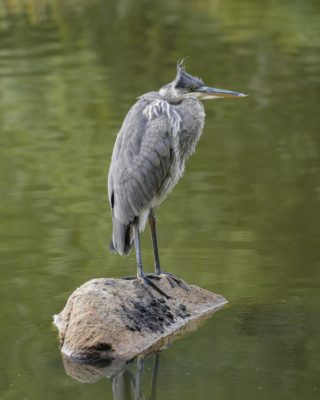 An immature Great Blue Heron is standing on a rock surrounded by water, its neck fully retracted