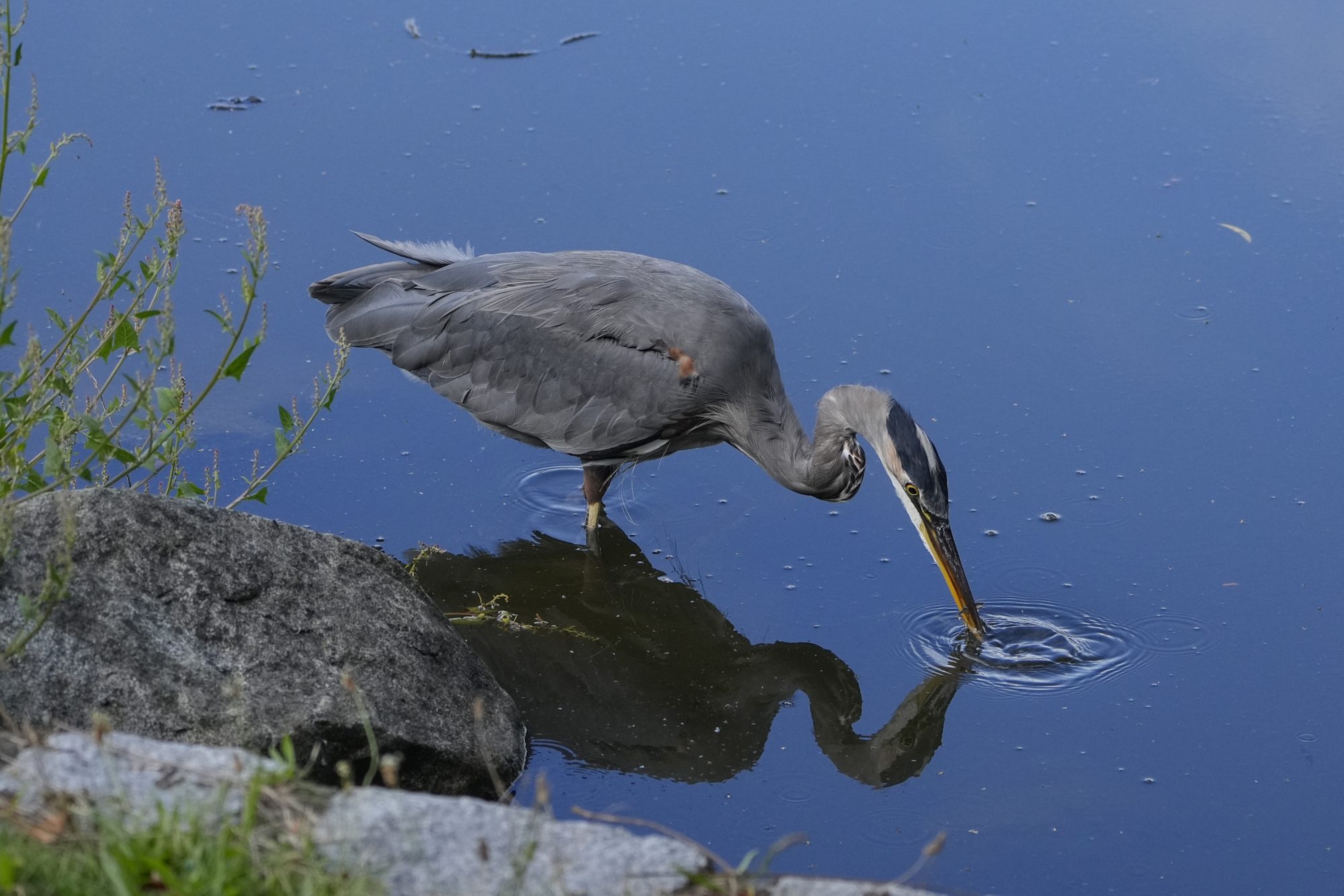 A Great Blue Heron standing in shallow water has a tiny fish in its beak