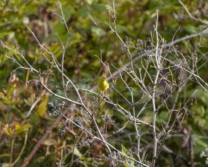 A Yellow Warbler -- a little bright yellow bird with slightly duller wings -- is sitting on a branch with greenery in the background