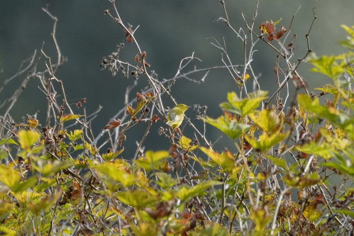 A Yellow Warbler -- a little bright yellow bird with slightly duller wings -- is sitting on a branch