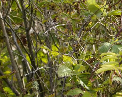 An Orange-crowned Warbler -- a little bird with yellow chest and grey / greenish / yellowish wings and head -- is sitting in a bush. It is looking down and exposing a golden orange crest