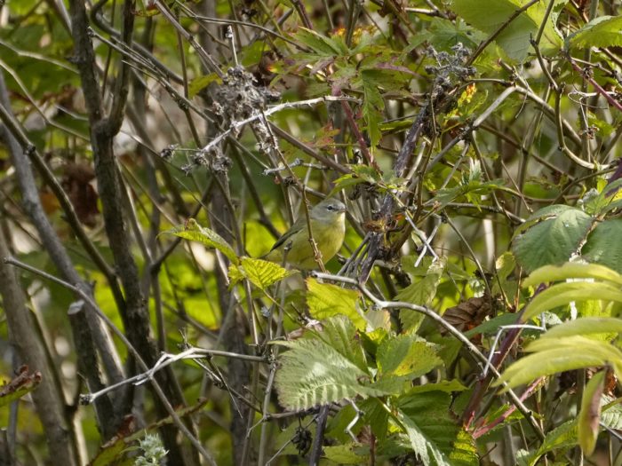 An Orange-crowned Warbler -- a little bird with yellow chest and grey / greenish / yellowish wings and head -- is sitting in a bush