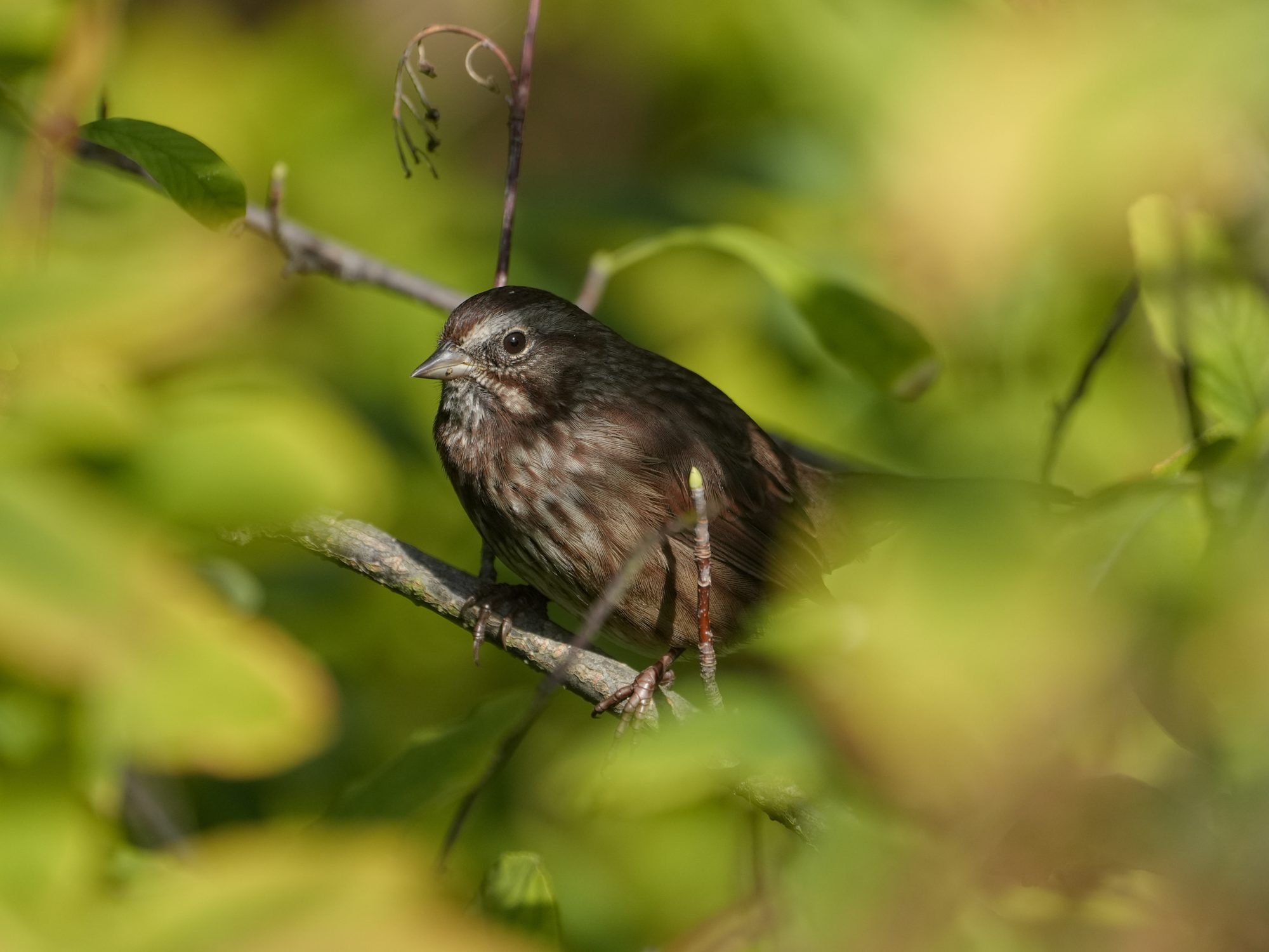 A Song Sparrow surrounded by greenery