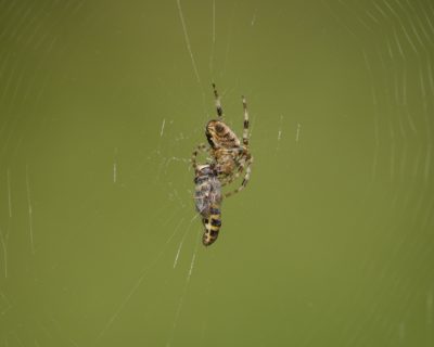 An Orb Weaver spider in its web, with a partly cocooned hoverfly