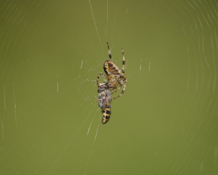 An Orb Weaver spider in its web, with a partly cocooned hoverfly