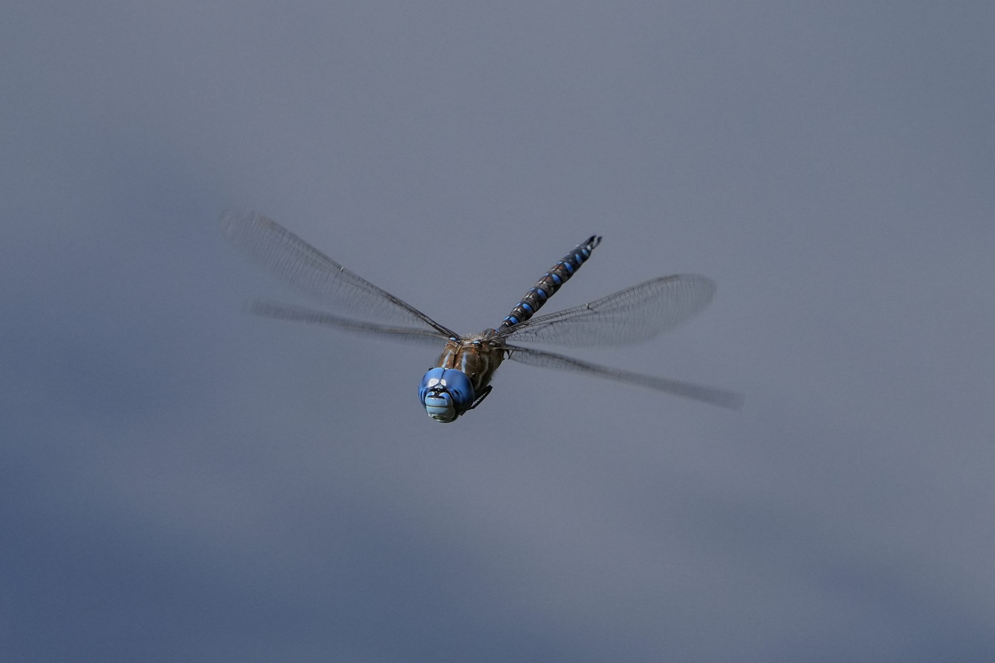 A Blue-eyed Darner dragonfly -- with bright blue eyes and a dark brown and blue body -- is hovering in place over water