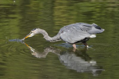A Great Blue Heron, standing in water, has just grabbed a small fish