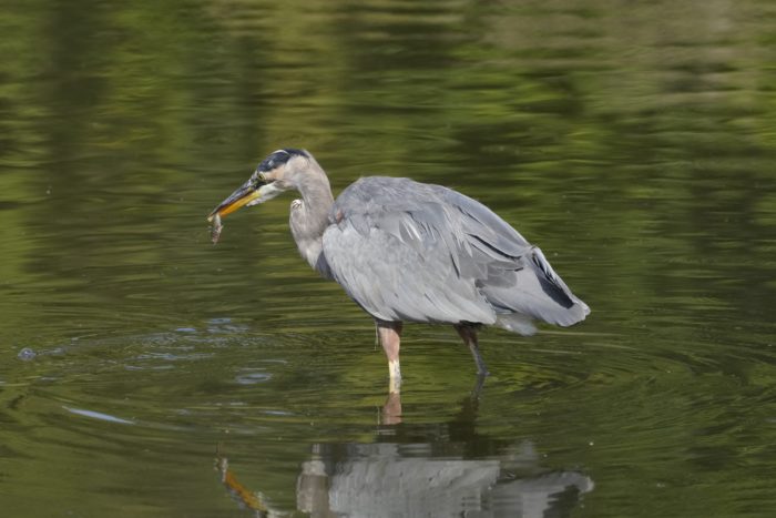 A Great Blue Heron is standing in shallow water, holding a small fish in its beak