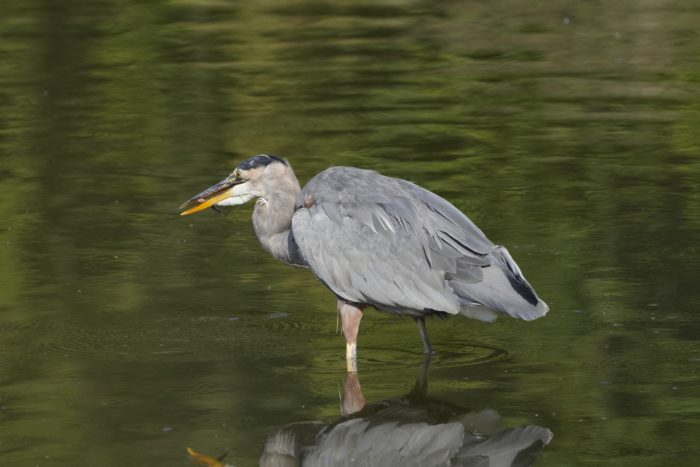 A Great Blue Heron is standing in shallow water, holding a small fish in its beak