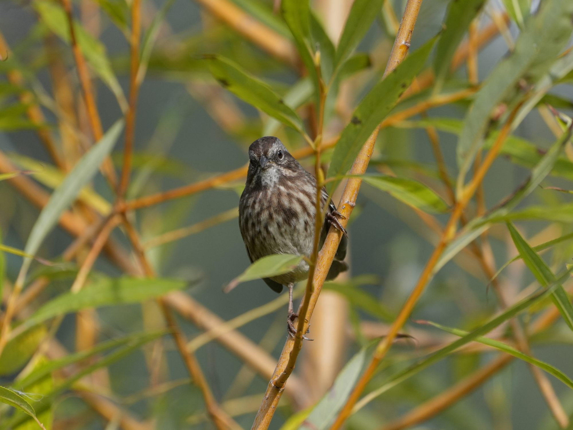 A Song Sparrow is sitting in a green bush