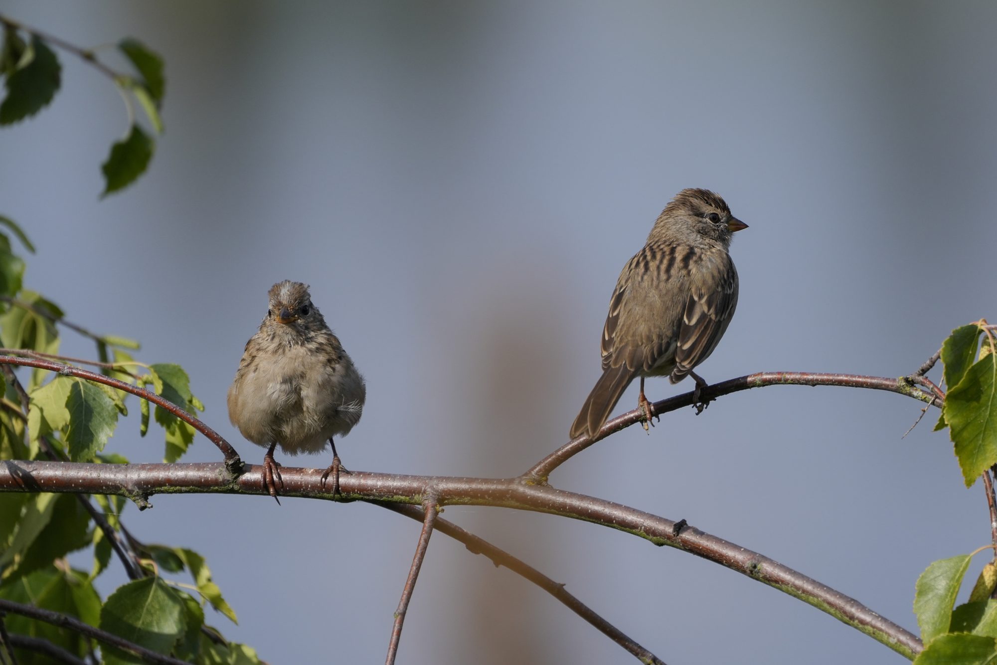 Two immature White-crowned Sparrows are sitting on a branch. One is looking away, one is facing me