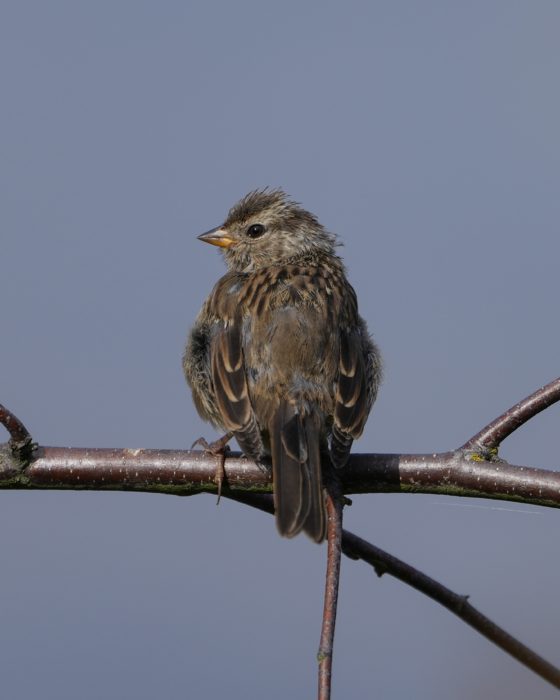 An immature White-crowned Sparrow is sitting on a branch looking to the left