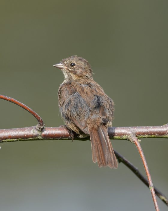 An immature Song Sparrow, looking scruffy and grey in patches, is sitting on a branch