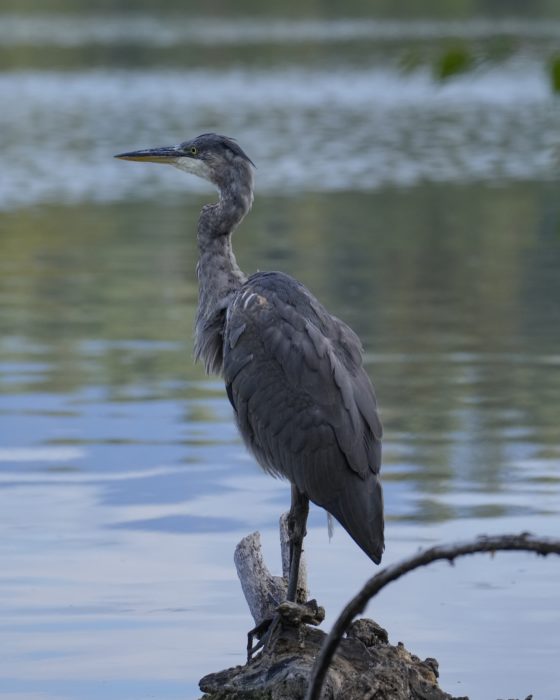 A Great Blue Heron in the shade, is on a small log looking across the water